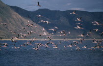 Mass of Flamingoes in flight over the water