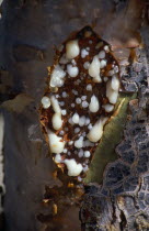 Close view of Frankincense tree oozing resin from incisions made in trunk.Boswellia carteril