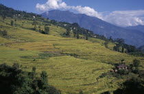 Rice terraces on hillside in West Sikkim with mountain backdrop.arable crop Asia Asian Bharat Cultivatable Farmland Farming Agraian Agricultural Growing Husbandry  Land Producing Raising Inde Indian...