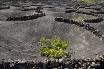 La Geria.  Patterns made by shallow craters and semi circular volcanic stone walls known as zocos and used to protect individual vines.shelter Espainia Espana Espanha Espanya European Hispanic Southe...