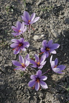 Ano Komi.  Saffron flower plants growing in their natural environment.culturetraditionkrokoskrocuscrokoscrocossafransaffranfarmingspiceseasoningflowersnatureAgriculture Ecology Ellada En...