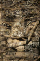 The South Gate detail of one of the four stone faces seen through branchesAsian Cambodian Kampuchea Religion Southeast Asia 1 4 History Kamphuchea Religious Single unitary One individual Solo Lone So...