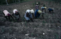 Agricultural workers.