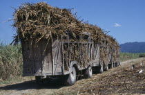 Truck train of harvested sugar cane on the Frome Estate.Farming Agraian Agricultural Growing Husbandry  Land Producing Raising Jamaican Lorry Scenic Van West Indies Agriculture