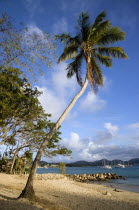 Single coconut palm tree on Pigeon Island National Historic Park beachCaribbean West Indies Windward Islands Beaches One individual Solo Lone Solitary Resort Sand Sandy Scenic Seaside Shore Tourism 1...