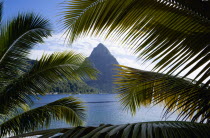 The volcanic plug mountain of Petit Piton seen through the branches of a coconut palm tree