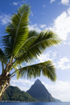 Soufriere Beach lined with coconut palm trees with the town and the volcanic plug mountain of Petit Piton beyond