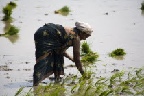 Woman planting rice plants in a paddy fieldIndianAsiaAsianPlantingRicePlantsPaddyFieldOutsideOutdoorCultureCulturalEthnicIndigenousNativeWomanLadyFemalePersonAdultStandingInWate...