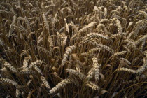 Detail of wheat cropCultivatable Farmland European Farming Agraian Agricultural Growing Husbandry  Land Producing Raising Agriculture Cereal Grain Crop