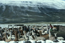 Family of llama herders next to river with green snow covered mountains behind. Near Peru.American Bolivian Farming Agraian Agricultural Growing Husbandry  Land Producing Raising Hispanic Latin America Latino Peruvian South America