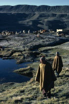 Llama and Alpaca herders walking on grass next to water wearing poncho s and wool Chullo hats. Herd of Llama s and mountains behind. American Bolivian Farming Agraian Agricultural Growing Husbandry...