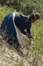 Woman picking coca leaves in a traditional commercial coca growing area mainly used for cocaineAmerican Bolivian Classic Classical Farming Agraian Agricultural Growing Husbandry  Land Producing Raisi...