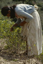 Women picking coca leaves in traditional commercial coca growing area mainly used for cocaineAmerican Bolivian Classic Classical Farming Agraian Agricultural Growing Husbandry  Land Producing Raising...