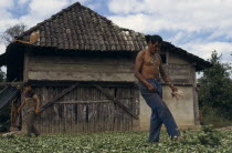 Men drying coca leaves in a traditional commercial coca growing area mainly  for cocaineAmerican Bolivian Classic Classical Farming Agraian Agricultural Growing Husbandry  Land Producing Raising Hisp...