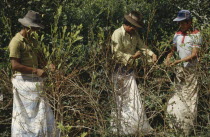 Men picking coca leaves. Traditional commercial coca growing area mainly for cocaineAmerican Bolivian Classic Classical Farming Agraian Agricultural Growing Husbandry  Land Producing Raising Hispanic...