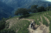 Man and woman with a dog walking through coca terraces. Traditional commercial coca growing area mainly for cocaine.American Bolivian Classic Classical Farming Agraian Agricultural Growing Husbandry...