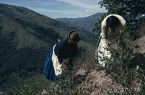 Women picking coca leaves in traditional commercial coca growing area mainly for cocaine.American Bolivian Classic Classical Farming Agraian Agricultural Growing Husbandry  Land Producing Raising Fem...