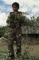 Man drying coca leaves in traditional commercial coca growing area mainly for cocaine.American Bolivian Classic Classical Hispanic Historical Latin America Latino Male Men Guy Older South America