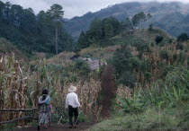 Ixila Indian man and woman walking along path between maize cropIxila indigenous people American Central America Farming Agraian Agricultural Growing Husbandry  Land Producing Raising Female Women Gi...