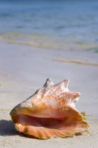 Conch shell at the waters edge on the beach at CliftonBeaches Resort Sand Sandy Scenic Seaside Shore Tourism West Indies Caribbean Windward Islands