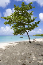 The calm clear blue water breaking on Paradise Beach in LEsterre Bay with Sandy Island on the horizon and people in the water. A single tree gives shade on the beachCaribbean Grenadian Greneda West I...