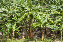 Banana trees growing at the Dougaldston Estate plantationCaribbean Grenadian Greneda West Indies Grenada Farming Agraian Agricultural Growing Husbandry  Land Producing Raising