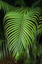 Palm leaf detail. West Indies