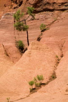 Tree and shrubs growing in gullys through ochre cliff in the area known as the Needle Cirque.Ochre Trail European French Western Europe