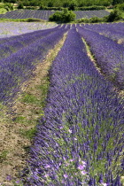 Fields of lavender near village of Auribeau.crop scent scented fragrant herb flower flowering European French Western Europe Agriculture Color Farm Colour Farming Agraian Agricultural Growing Husband...