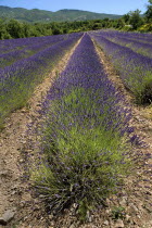 Lavender field between villages of Saignon and Auribeau.crop scent scented fragrant fragrance flower flowering herb European French Western Europe Agriculture Color Farm Colour Farming Agraian Agricu...