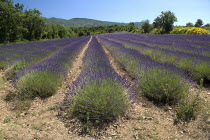 Lavender field between villages of Saignon and Auribeau.crop scent scented fragrant fragrance flower flowering herb European French Western Europe Agriculture Color Farm Colour Farming Agraian Agricu...