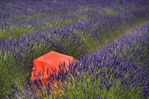 Red umbrella amidst rows of lavender in field between villages of Saignon and Auribeau.crop scent scented flower flowering herb contrast European French Western Europe Agriculture Color Farm Colour F...