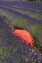 Red umbrella amidst rows of lavender in field between villages of Saignon and Auribeau.crop scent scented flower flowering herb contrast European French Western Europe Agriculture Color Farm Colour F...