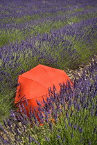 Red umbrella amidst rows of lavender in field between villages of Saignon and Auribeau.crop scent scented fragrant fragrance flower flowering herb contrast European French Western Europe Agriculture...