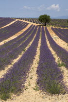 Sweeping vista of lavender field with a single tree  off-centre  just below skyline in its midst.  In major growing area near town of Valensole.crop scent scented fragrant fragrance flower flowering...