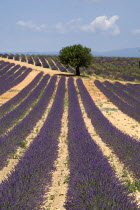 Sweeping vista of lavender field with a single tree at centre  just below skyline in major growing area near town of Valensole.crop scent scented fragrant fragrance flower flowering herb European Fre...