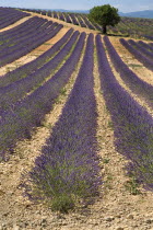 Sweeping vista of lavender field with a tree off -centre  just below skyline in its midst in major growing area near town of Valensole.crop scent scented fragrant fragrance flower flowering herb Euro...