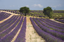 Sweeping vista of lavender field with distant trees in major growing area near town of Valensole.crop scent scented fragrant fragrance flower flowering herb European French Western Europe Agriculture...