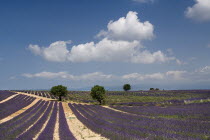 Sweeping vista of lavender field with distant trees under expanse of blue sky with white clouds.  In major lavender growing area near town of  Valensole.crop scent scented fragrant fragrance flower f...