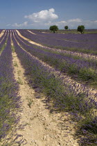 Sweeping vista of lavender field with distant trees in major growing area near town of Valensole.crop scent scented fragrant fragrance flower flowering herb European French Western Europe Agriculture...