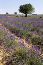 Sweeping vista of lavender field with trees against skyline in major growing area near town of Valensole.crop scent scented fragrant fragrance flower flowering herb European French Western Europe Agr...