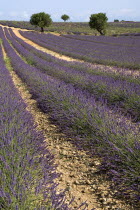 Sweeping vista of lavender field with distant trees in major growing area near town of Valensole.crop scent scented fragrant fragrance flower flowering herb European French Western Europe Agriculture...