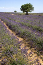 Sweeping vista of lavender field with trees on skyline in major growing area near town of Valensole.crop scent scented fragrant fragrance flower flowering herb European French Western Europe Agricult...