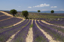 Sweeping vista of rows of lavender in field dotted with trees in major growing area near town of Valensole beneath blue sky and drifting white cloud.crop scent scented fragrant fragrance flower flowe...