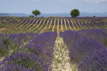 Rows of lavender and distant pair of trees in field in major growing area near town of Valensole.crop scent scented fragrant fragrance flower flowering herb European French Western Europe Agriculture...