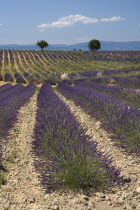 Rows of lavender and distant trees in field in major growing area near town of Valensole.crop scent scented fragrant fragrance flower flowering herb European French Western Europe Agriculture Color F...