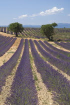 Sweeping vista of field with rows of lavender and pair of trees trees in centre.  In major growing area near town of Valensole.crop scent scented fragrance fragrant flower flowering herb European Fre...