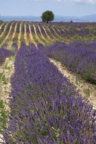 Sweeping vista of field with rows of lavender and distant tree in major growing area near town of Valensole.crop scent scented fragrant fragrance flower flowering herb European French Western Europe...