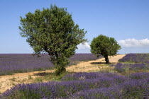 Two trees growing between rows of lavender in major growing area near town of Valensole.crop scent scented fragrant fragrance flower flowering herb European French Western Europe 2 Agriculture Color...