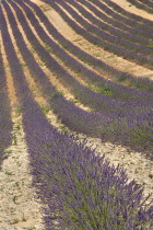 Sweeping patterns in rows of lavender in field in major growing area near town of Valensole.crop scent scented fragrant fragrance flower flowering herb European French Western Europe Agriculture Colo...